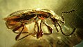 Coleoptera Scydmaenidae