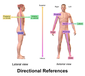 Anatomical terms of location.