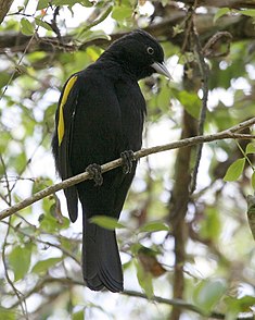 Cassique à épaulettes (Cacicus chrysopterus)