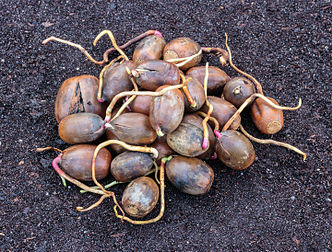 Germination de glands de chêne pédonculé. (définition réelle 4 410 × 3 350)