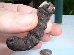 Elephant Head Caterpiller (Deilephila elpenor) showing body segments and 8 feet