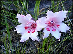 Kleinmond gladiolus in South Africa. Photo by Andrew massyn. 2013.