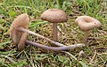 !Entoloma griseocyaneum!