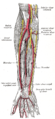 Artérias radial e ulnar.