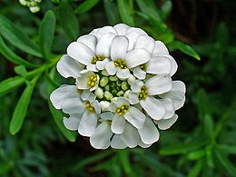 Örökzöld tatárvirág (Iberis sempervirens) virágzata (karlsruhei botanikus kert, Németország)