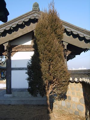 인천 원인재에서 살고 있는 원추형의 어린 향나무