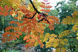 Feuillage d'automne