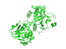 Orthonairovirus RdRP OTU domain 3PHU.png