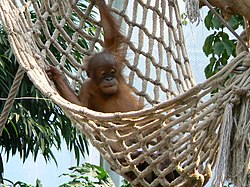 Ung Sumatraorangutang