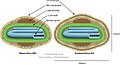 Cápside de la familia Poxviridae que infecta animales.