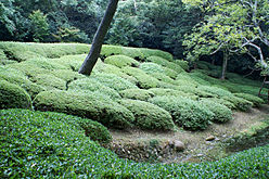 芙蓉沼の北岸