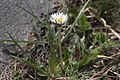 Taraxacum coreanum