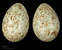 Turdus merula mauritanicus - Museu de Tolosa