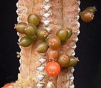 Desenvolvimento do fruto sobre Euphorbia pillansii.