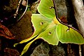 Сатурния луна (Actias luna)