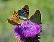 Argynnis pandora