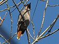 Pestvogel, mannetje (B. garrulus)