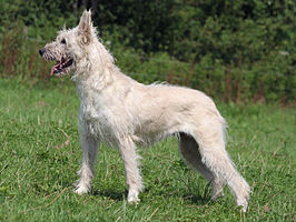 Bouvier des Ardennes