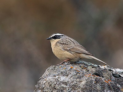 Brumăriță brună (Prunella fulvescens)