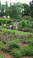 Rosaleda Cranford en el Brooklyn Botanic Garden