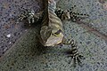 Eastern water dragon at Brisbane Botanic Gardens