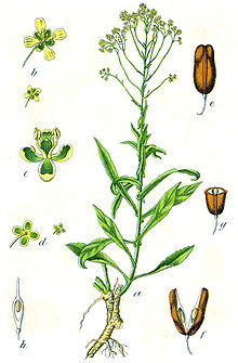 Isatis tinctoria Sturm28.jpg