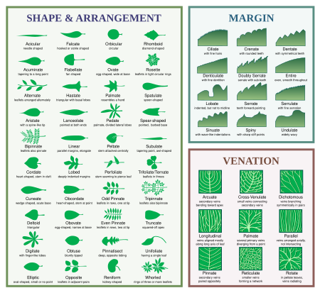 Leaf morphology