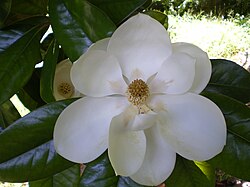 荷花玉蘭（Magnolia grandiflora）