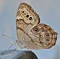 Adult, ventral view of wings.