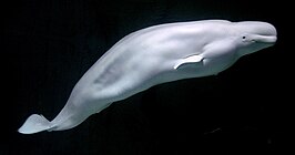 Witte dolfijn