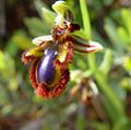 Ophrys speculum