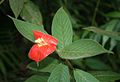 Inflorescence de Palicourea tomentosa