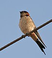 At Ananthagiri Hills, in Rangareddy district of Andhra Pradesh, India.