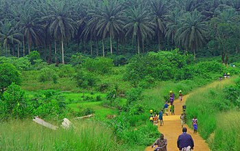 The road from Kenema to Kailahun District