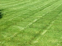 StripedLawn.jpg