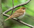 Image 41Veery in the Central Park Ramble