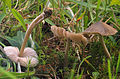 !!Entoloma conferendum!!