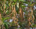 Fruit in Hyderabad, India.