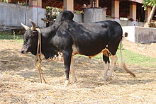 a humped bull, black with white socks