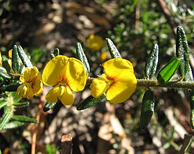 Aotus ericoides.