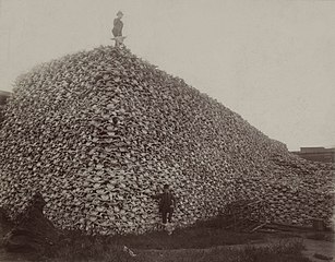 1892 Photograph of American Bison skulls (in Detroit} waiting to be ground into fertilizer or charcoal.