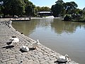 Regulars at the Parque Centenario lake