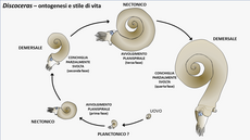 Schema ricostruttivo dell'ontogenesi di nautiloidi del genere Discoceras (Siluriano), appartenenti all'ordine Tarphycerida. In questo caso la conchiglia mostra almeno quattro fasi di variazione dell'avvolgimento durante l'ontogenesi, da planispirale a parzialmente svolta, corrispondenti a diversi stili di vita dell'animale[119]