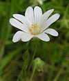 Greater Stitchwort (Stellaria holostea)