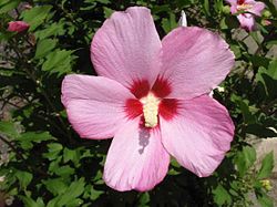 Hibiscus syriacus