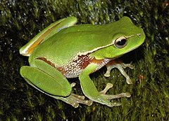 Description de l'image Litoria_phyllochroa.JPG.