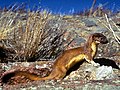 Ilgauodegė žebenkštis (Mustela frenata)