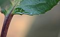 Nettari extrafloreali su foglia rossa di Prunus africana