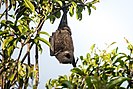 The Christmas Island flying fox