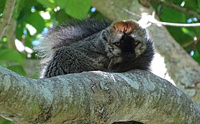 Red-fronted brown lemur at Isalo National Park